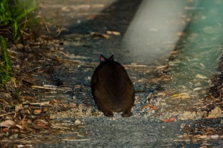 アマミノクロウサギ