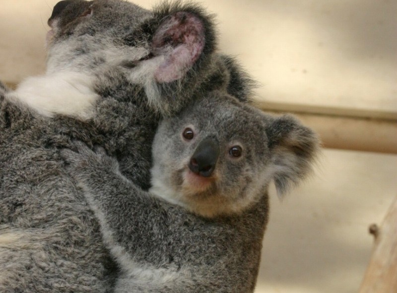 australia_koala_1