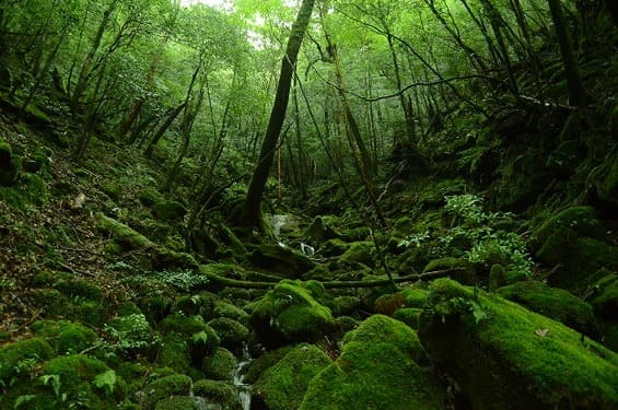 白谷雲水峡