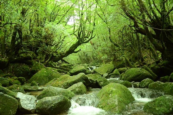 白谷雲水峡