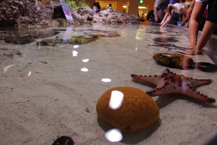 美ら海水族館　ヒトデやナマコ