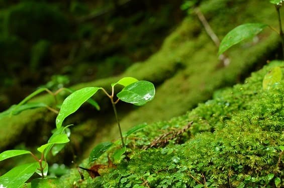 屋久島