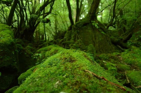 屋久島