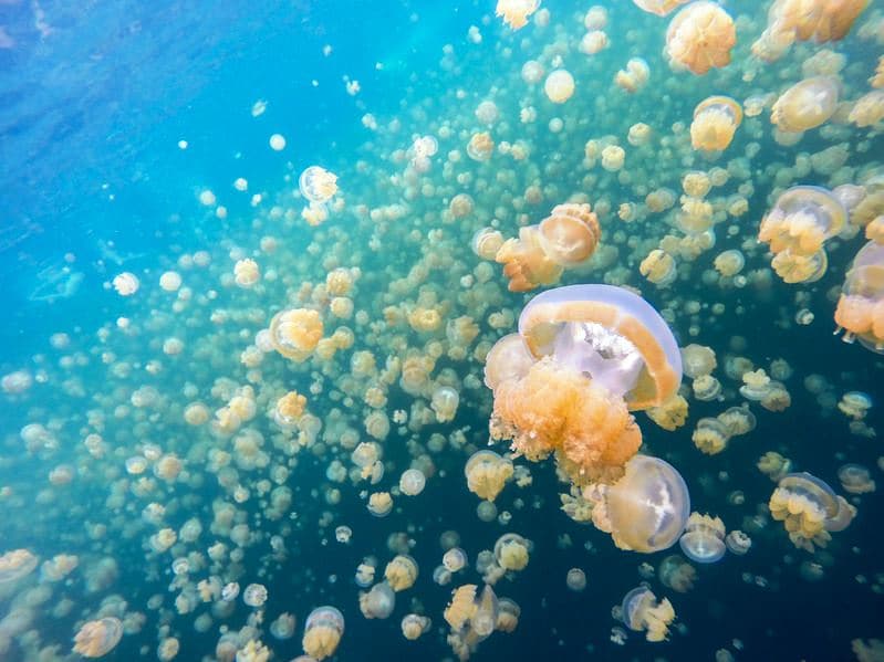 palau_Ph3