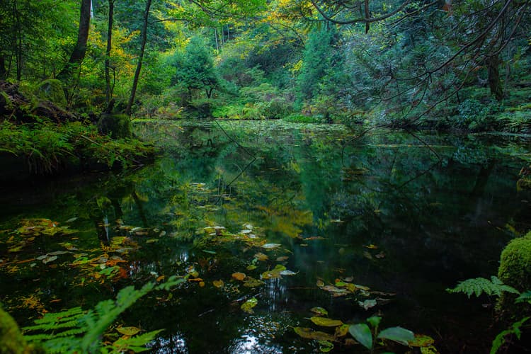 赤蔵山の中にある小さな沼