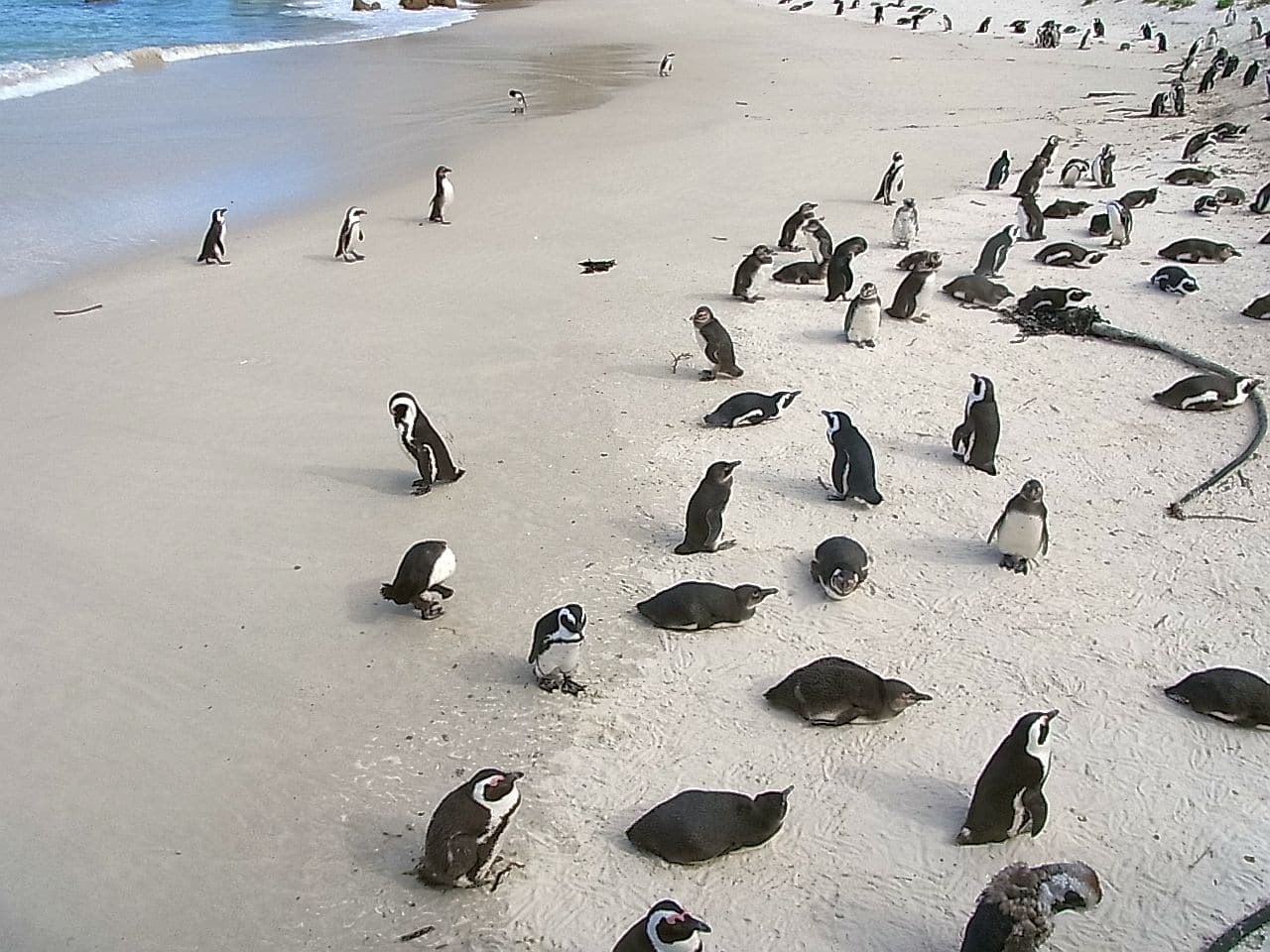 野生ペンギン