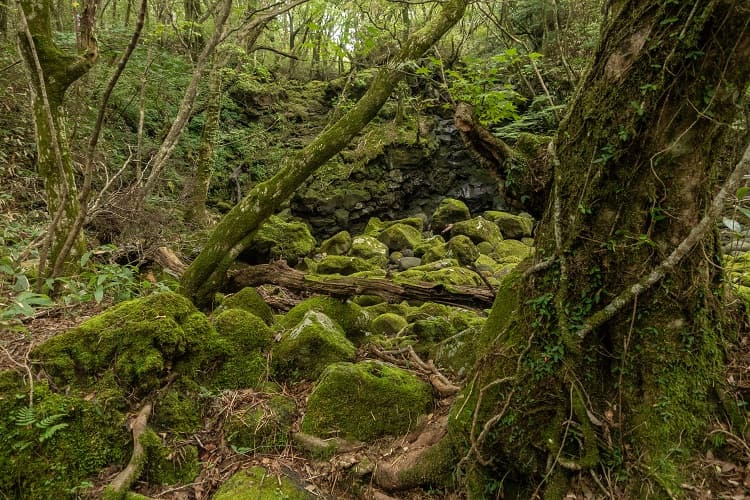 漢拏山（ハルラサン）天然保護地域