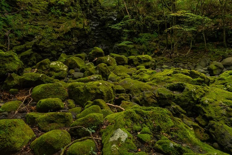 漢拏山（ハルラサン）天然保護地域