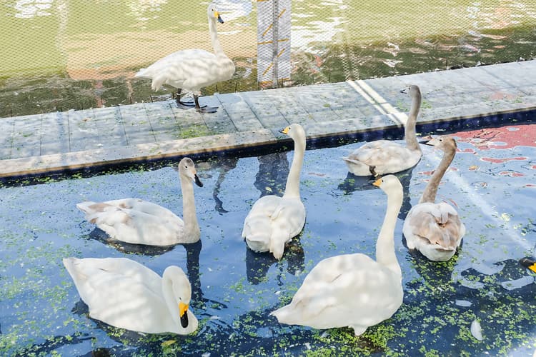 クワンリアム水上マーケット
