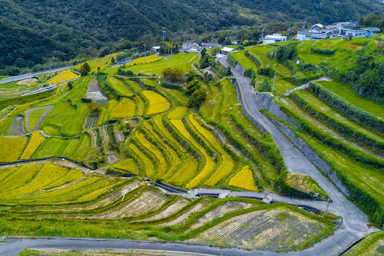 中山千枚田