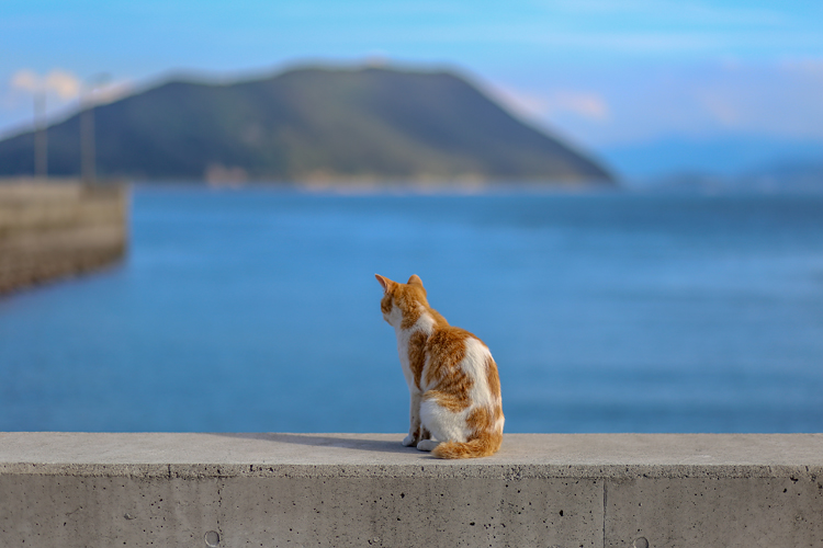 「隣の島を見つめる猫」
