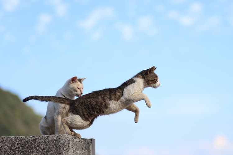 「隣の島を見つめる猫」