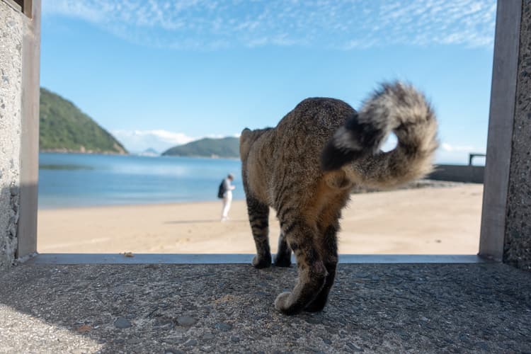 佐柳島