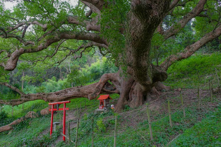 島のシンボル