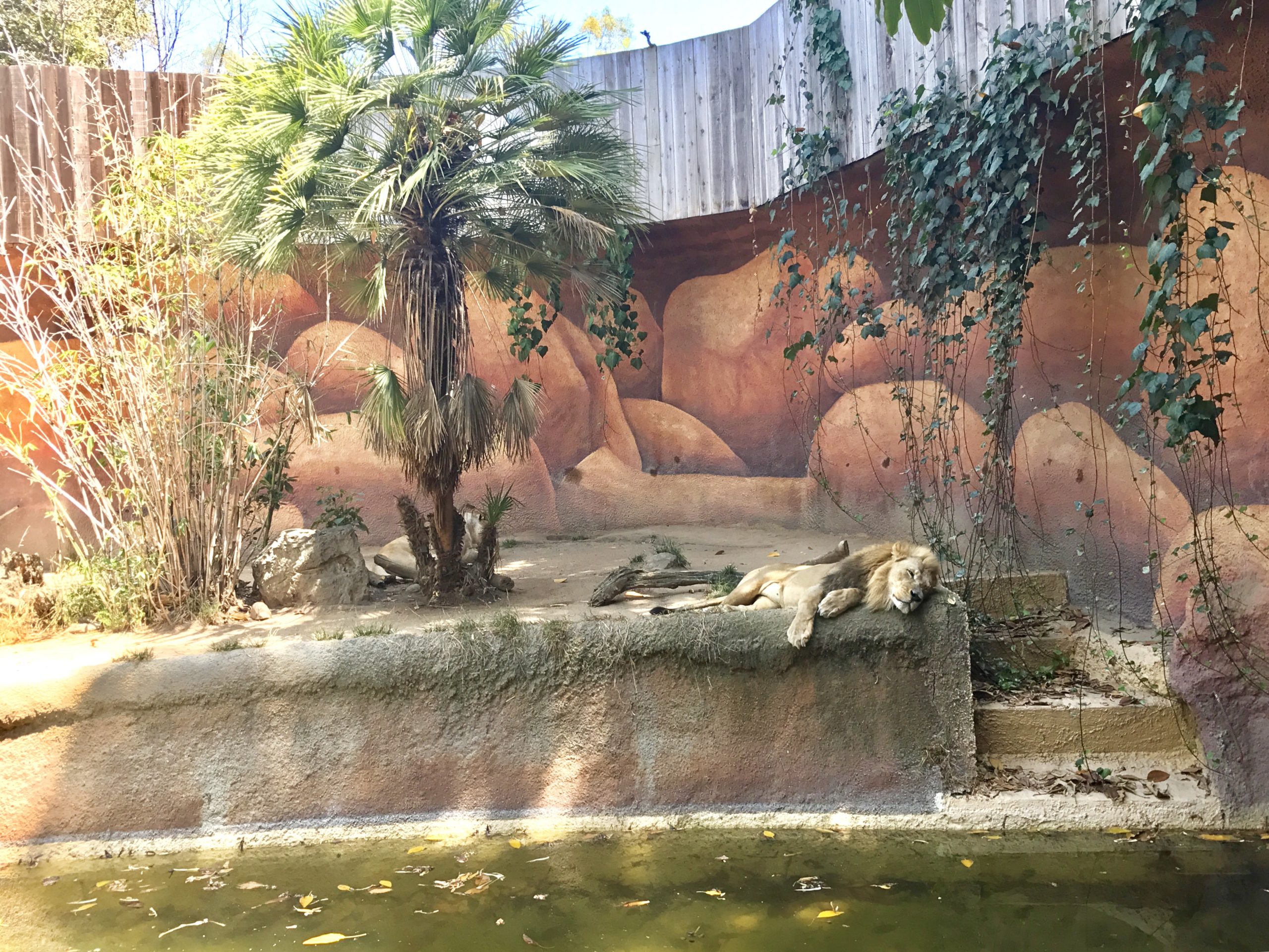 ロサンゼルス動物園　ライオン