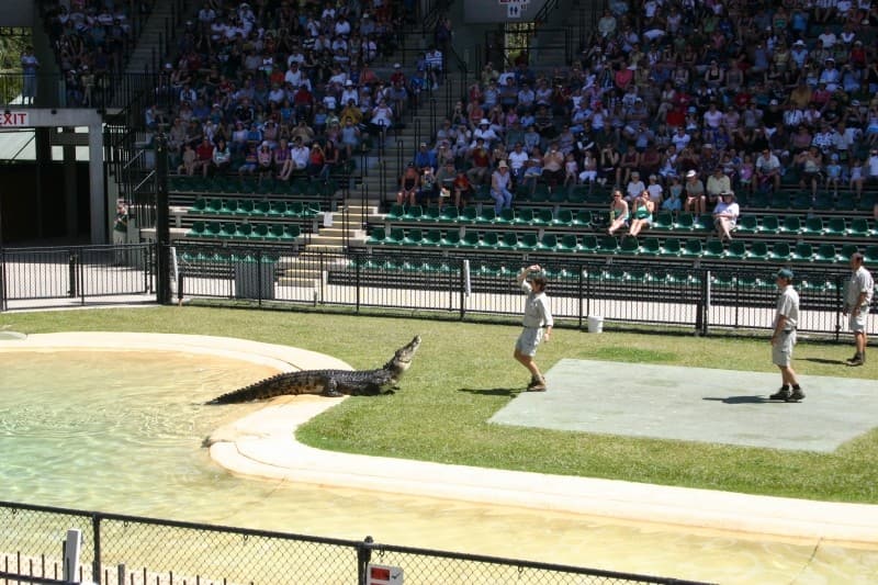 実は少数派！？コアラ抱っこができるオーストラリアの動物園