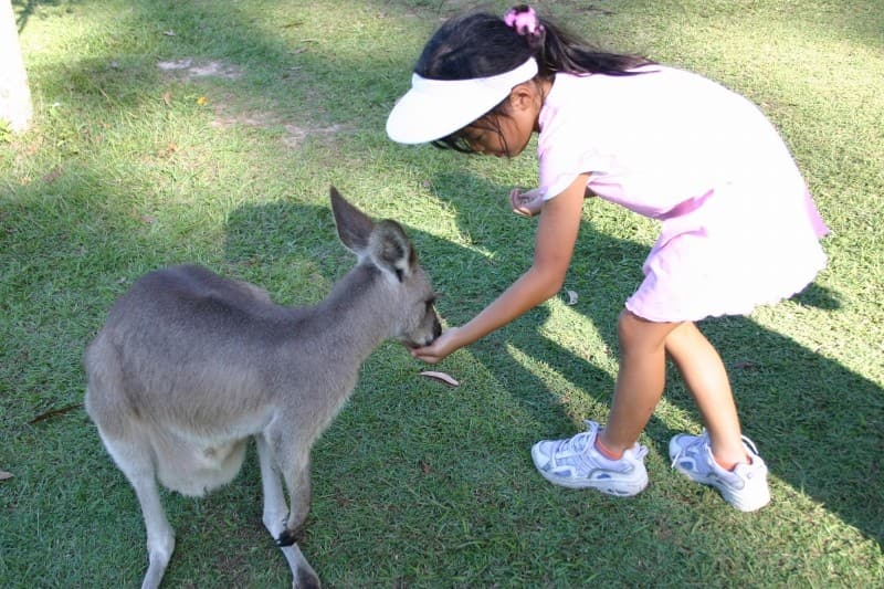 実は少数派！？コアラ抱っこができるオーストラリアの動物園