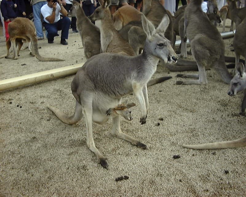 実は少数派！？コアラ抱っこができるオーストラリアの動物園