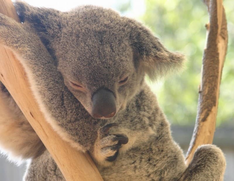 実は少数派！？コアラ抱っこができるオーストラリアの動物園