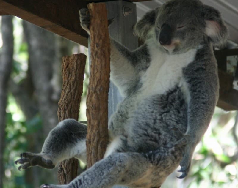 実は少数派！？コアラ抱っこができるオーストラリアの動物園