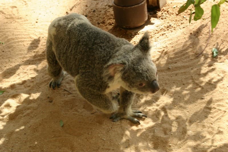 実は少数派！？コアラ抱っこができるオーストラリアの動物園