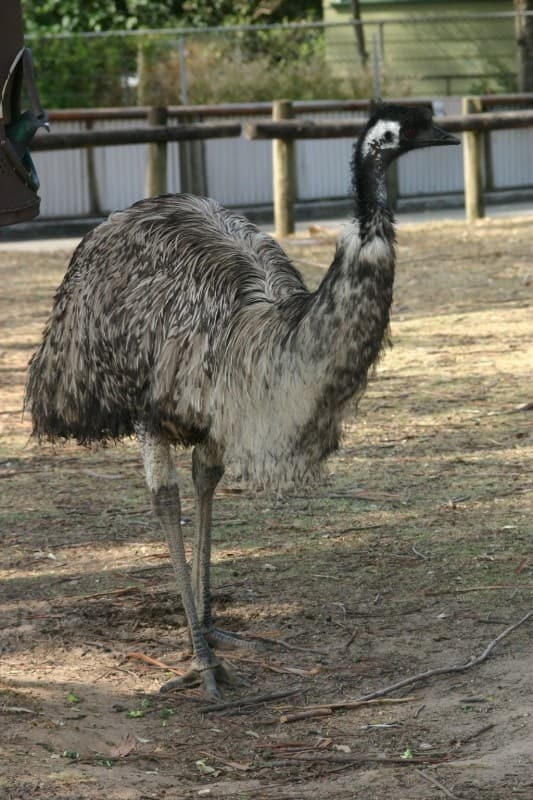 実は少数派！？コアラ抱っこができるオーストラリアの動物園