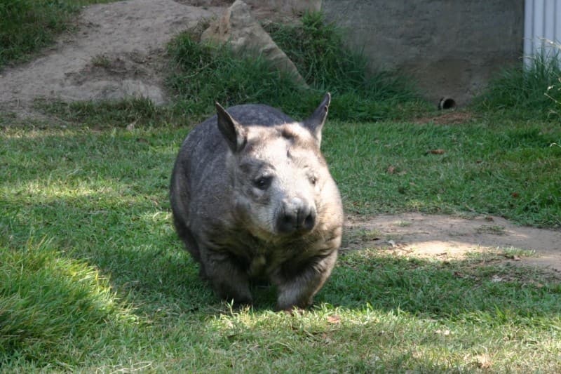 実は少数派！？コアラ抱っこができるオーストラリアの動物園