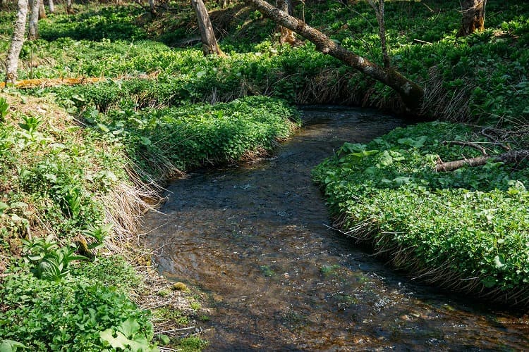 道の横に流れる小川