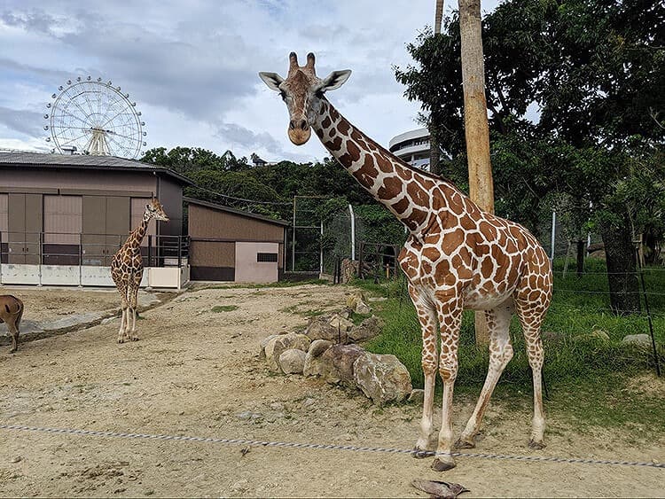 私の一押しは「キリン」