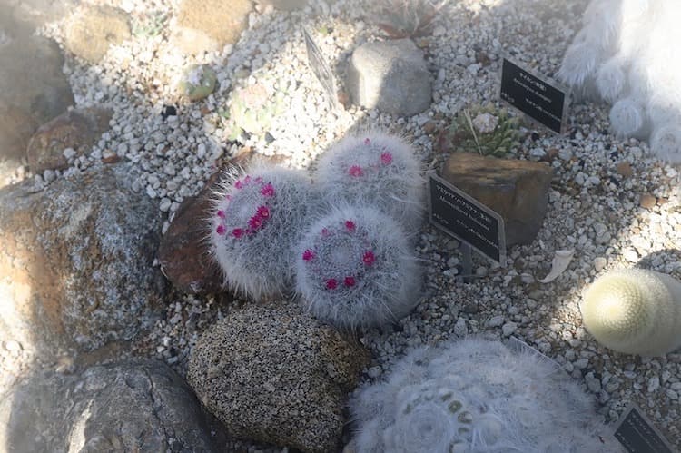 サボテンの花