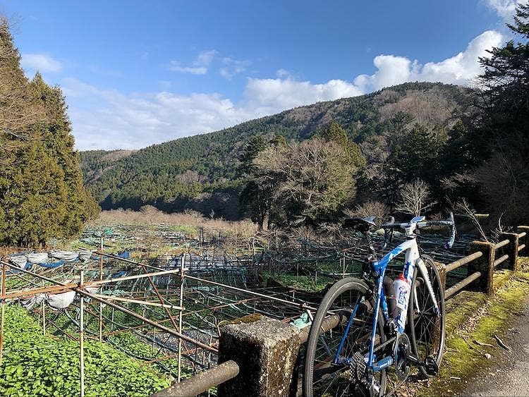 広大な敷地に広がるわさび田は壮観