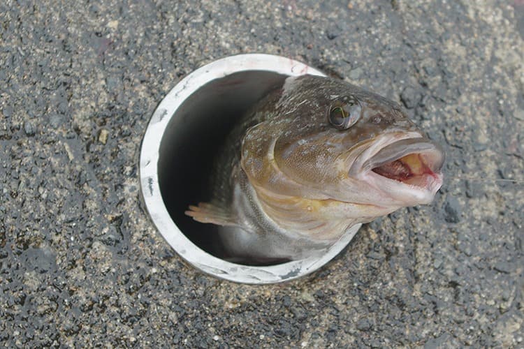 釣り上げた魚