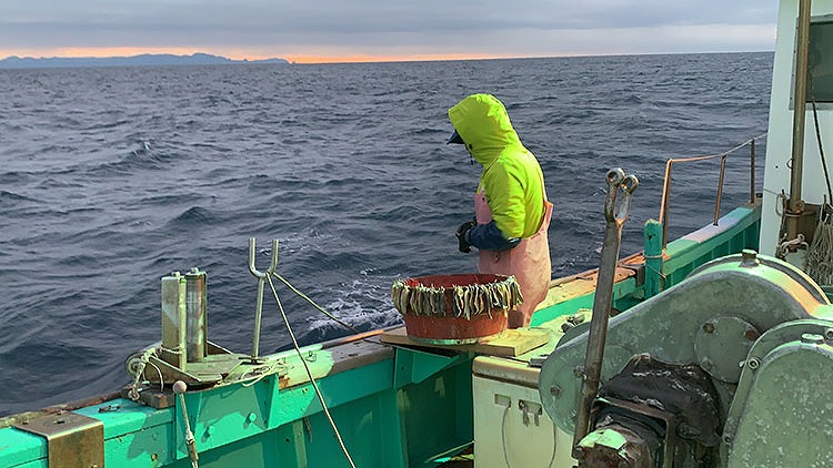 日の出と同時に、用意した釣り針320本に順番に餌を付けて水深400mの海底に流す