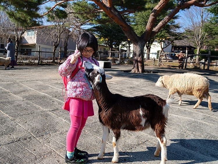 たくさんの動物とふれあう