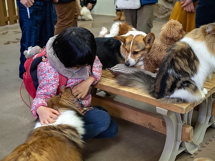 犬と猫とのふれあい