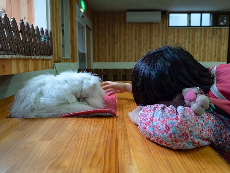 犬と猫とのふれあい