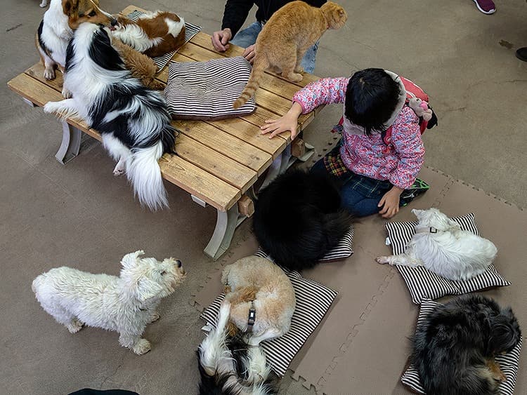 犬と猫とのふれあい