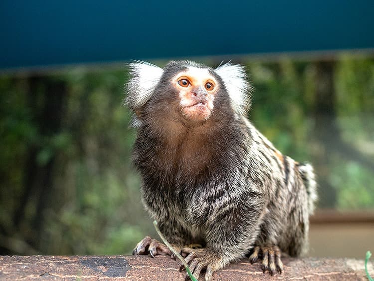 珍しい動物たち