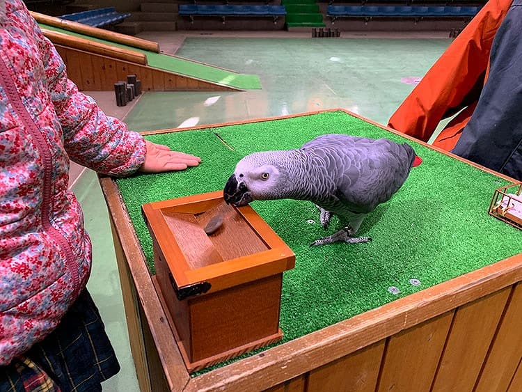 インコの占いタイム